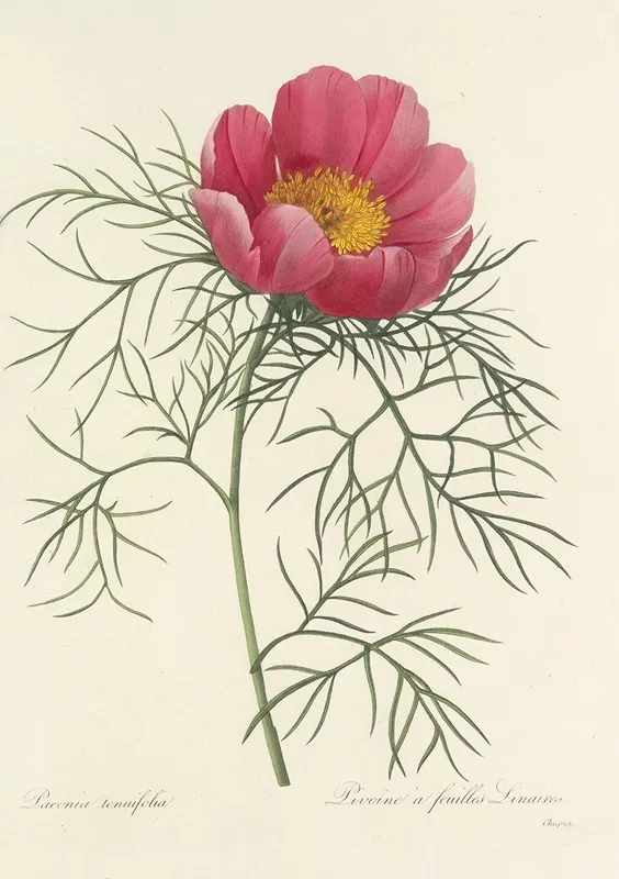 Choix Des Plus Belles Fleurs Pl 073 Wall Art by Pierre Joseph Redouté - High-Resolution Digital Print