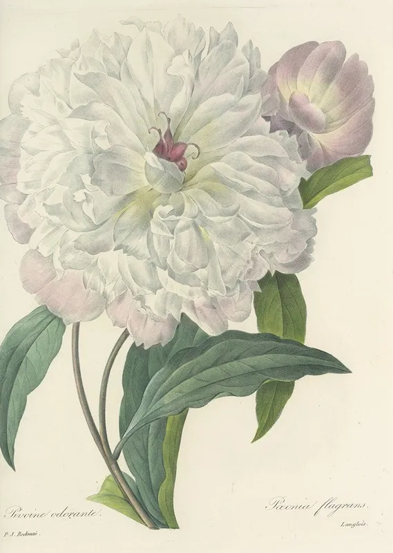 Choix Des Plus Belles Fleurs Pl 074 Wall Art by Pierre Joseph Redouté - High-Resolution Digital Print