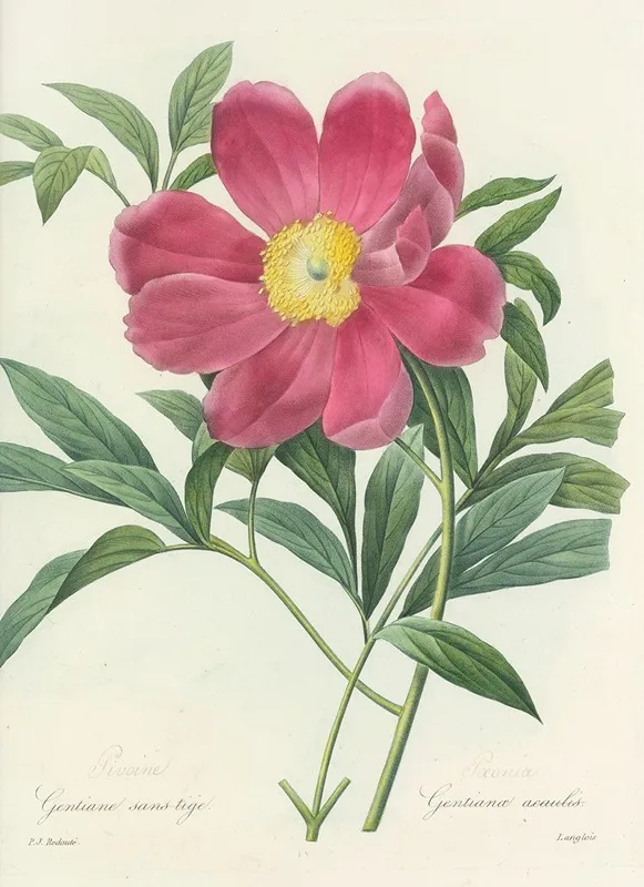 Choix Des Plus Belles Fleurs Pl 075 Wall Art by Pierre Joseph Redouté - High-Resolution Digital Print