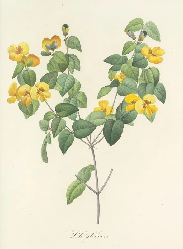 Choix Des Plus Belles Fleurs Pl 076 Wall Art by Pierre Joseph Redouté - High-Resolution Digital Print