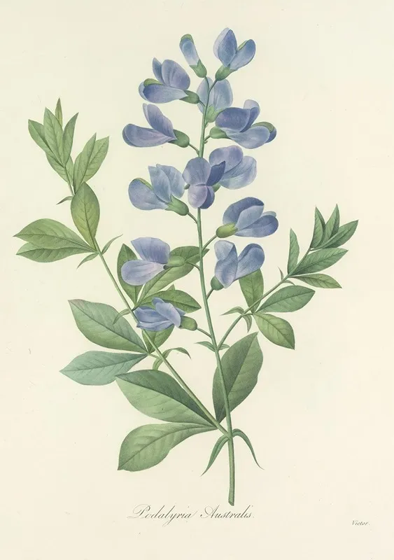 Choix Des Plus Belles Fleurs Pl 077 Wall Art by Pierre Joseph Redouté - High-Resolution Digital Print