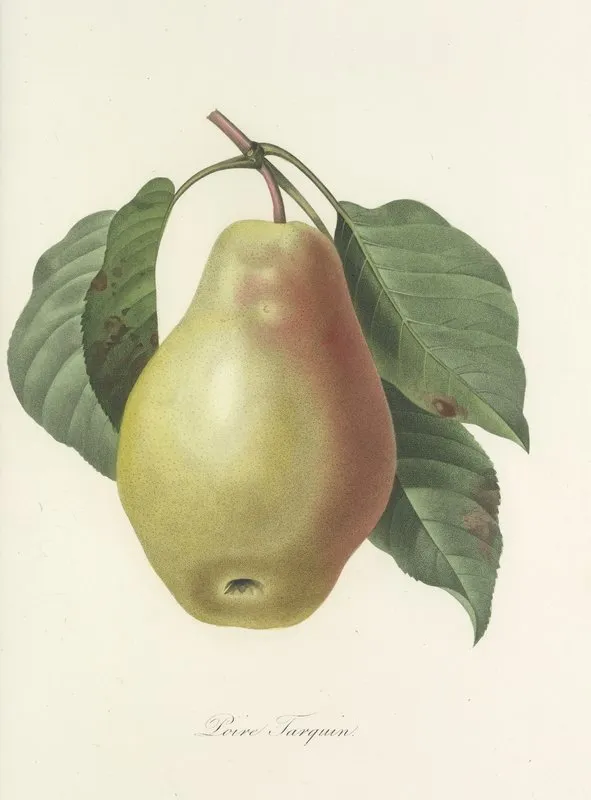 Choix Des Plus Belles Fleurs Pl 078 Wall Art by Pierre Joseph Redouté - High-Resolution Digital Print