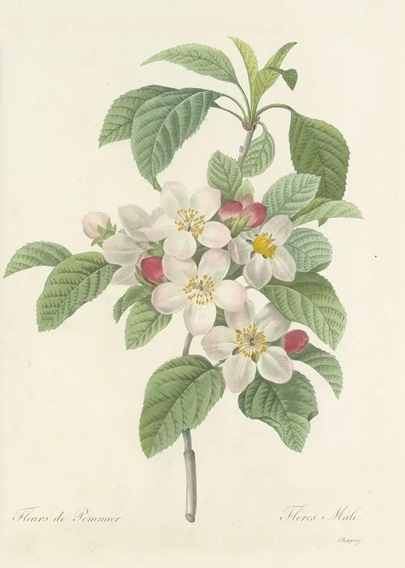 Choix Des Plus Belles Fleurs Pl 079 Wall Art by Pierre Joseph Redouté - High-Resolution Digital Print