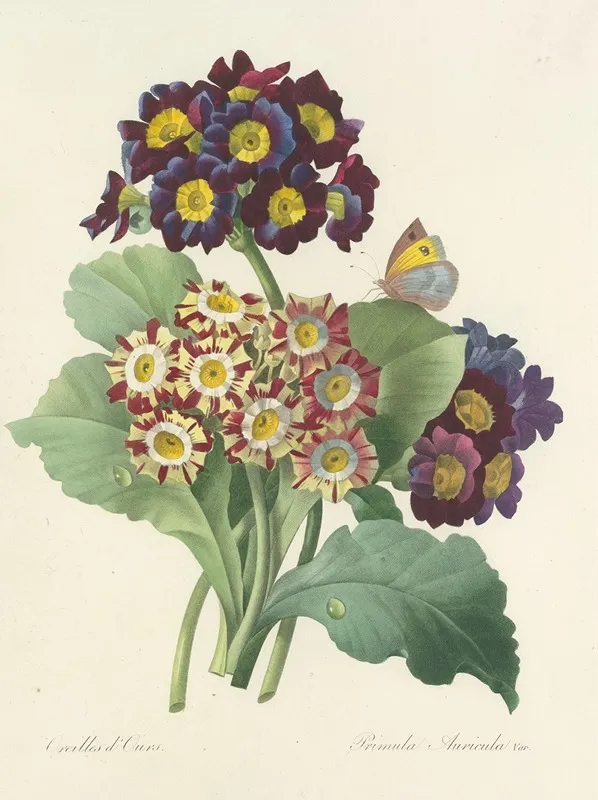 Choix Des Plus Belles Fleurs Pl 080 Wall Art by Pierre Joseph Redouté - High-Resolution Digital Print