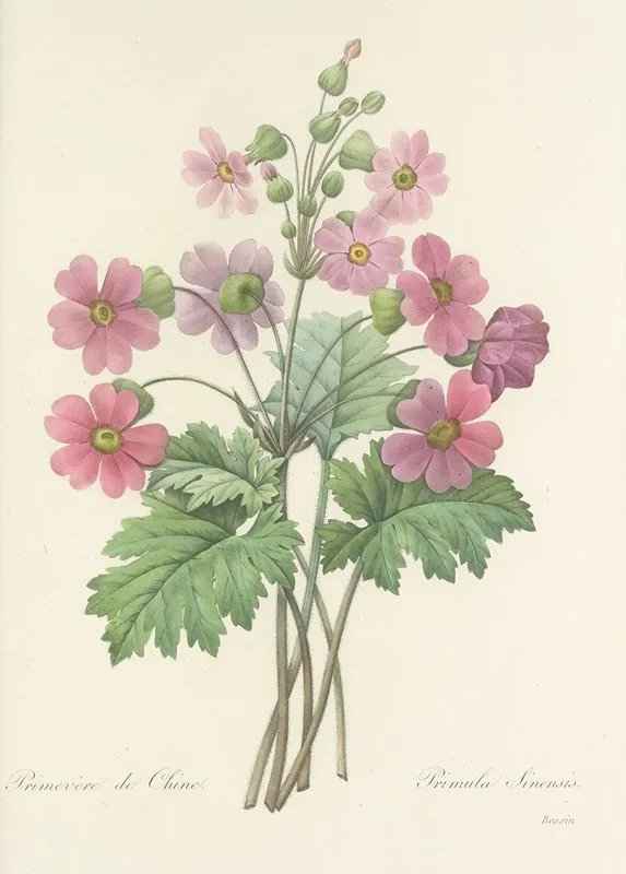Choix Des Plus Belles Fleurs Pl 081 Wall Art by Pierre Joseph Redouté - High-Resolution Digital Print