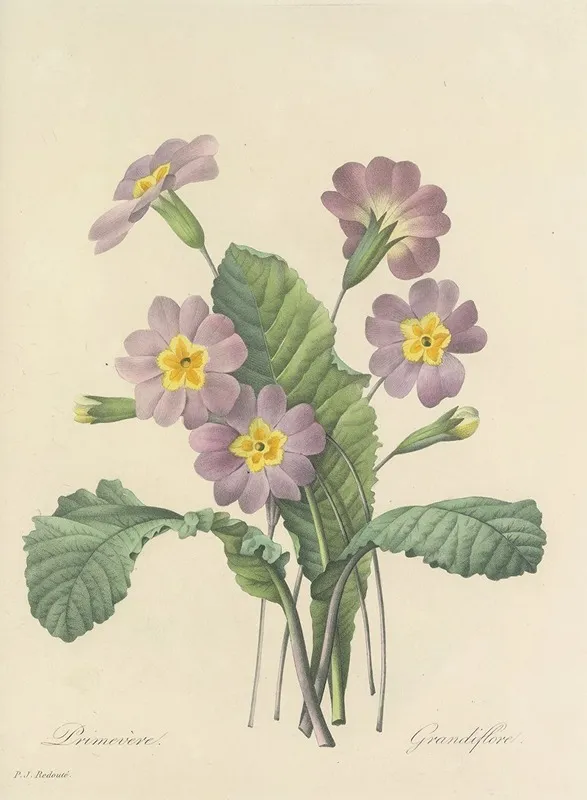 Choix Des Plus Belles Fleurs Pl 082 Wall Art by Pierre Joseph Redouté - High-Resolution Digital Print
