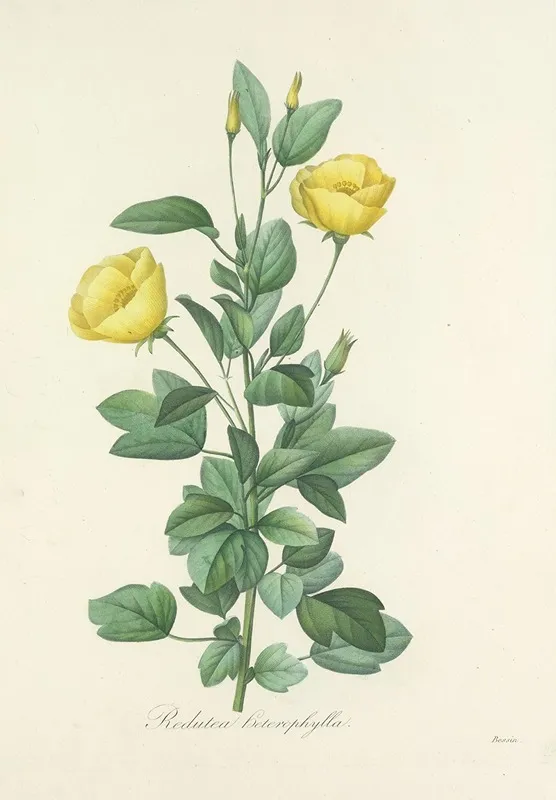Choix Des Plus Belles Fleurs Pl 084 Wall Art by Pierre Joseph Redouté - High-Resolution Digital Print