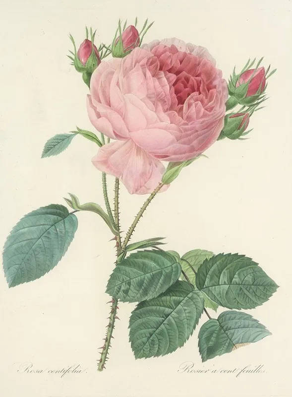Choix Des Plus Belles Fleurs Pl 086 Wall Art by Pierre Joseph Redouté - High-Resolution Digital Print