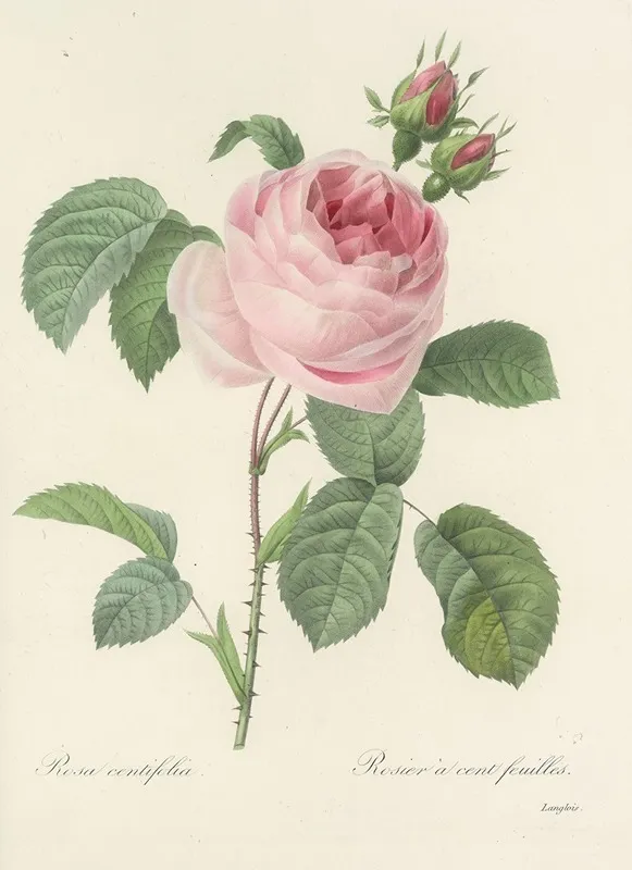 Choix Des Plus Belles Fleurs Pl 087 Wall Art by Pierre Joseph Redouté - High-Resolution Digital Print