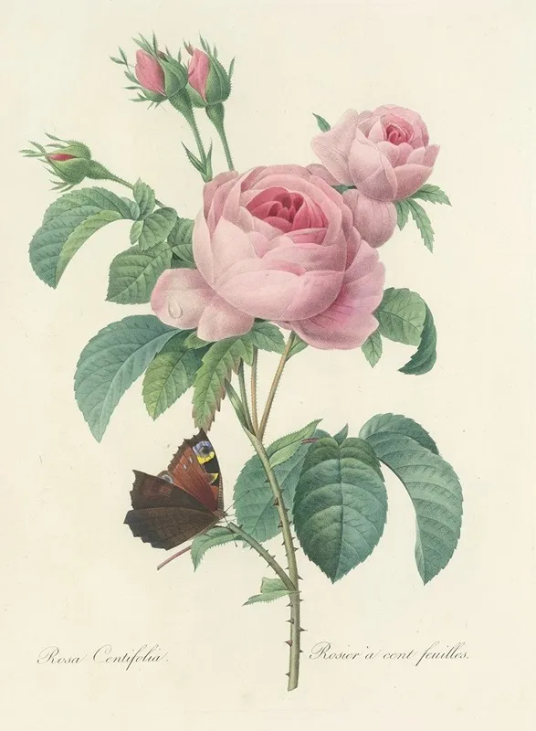 Choix Des Plus Belles Fleurs Pl 088 Wall Art by Pierre Joseph Redouté - High-Resolution Digital Print