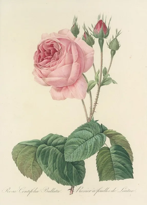 Choix Des Plus Belles Fleurs Pl 089 Wall Art by Pierre Joseph Redouté - High-Resolution Digital Print