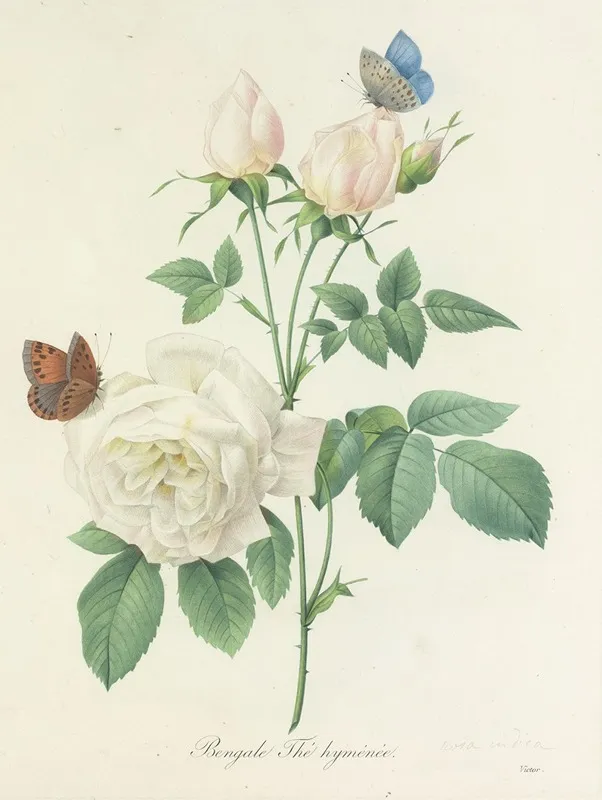 Choix Des Plus Belles Fleurs Pl 092 Wall Art by Pierre Joseph Redouté - High-Resolution Digital Print
