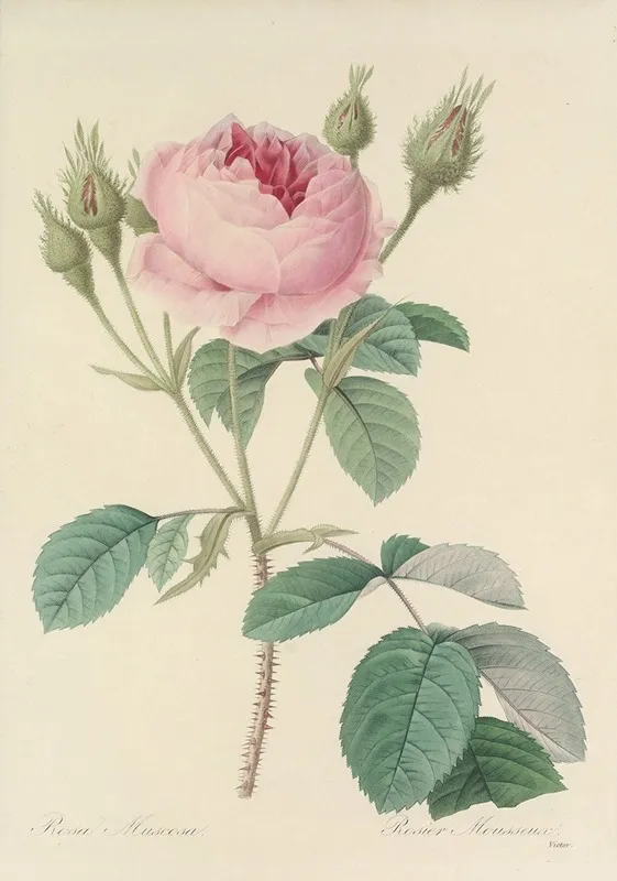 Choix Des Plus Belles Fleurs Pl 093 Wall Art by Pierre Joseph Redouté - High-Resolution Digital Print