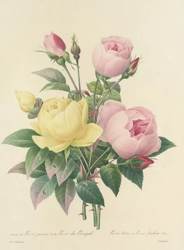 Choix Des Plus Belles Fleurs Pl 094 Wall Art by Pierre Joseph Redouté - High-Resolution Digital Print