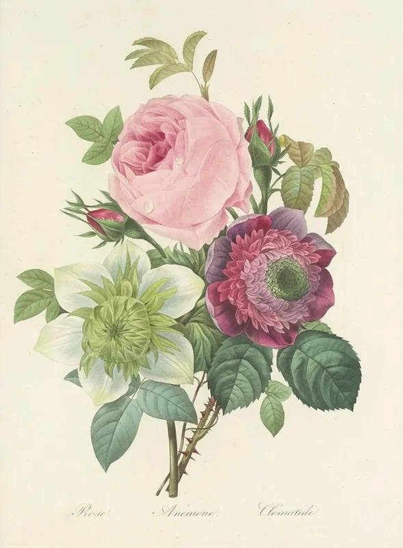 Choix Des Plus Belles Fleurs Pl 095 Wall Art by Pierre Joseph Redouté - High-Resolution Digital Print