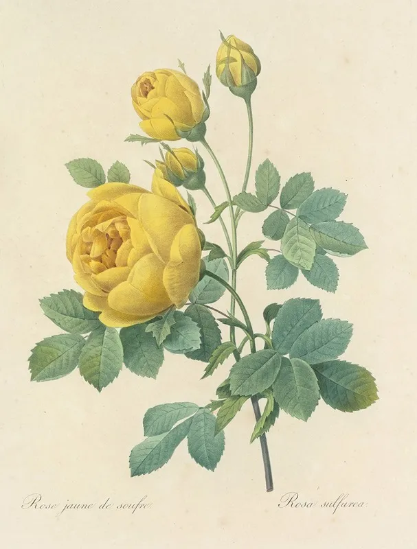 Choix Des Plus Belles Fleurs Pl 096 Wall Art by Pierre Joseph Redouté - High-Resolution Digital Print