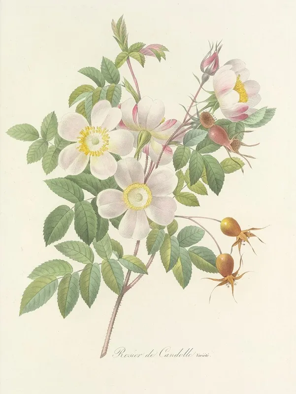 Choix Des Plus Belles Fleurs Pl 098 Wall Art by Pierre Joseph Redouté - High-Resolution Digital Print