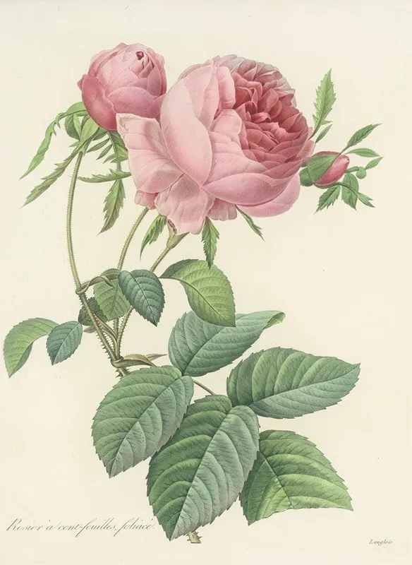 Choix Des Plus Belles Fleurs Pl 099 Wall Art by Pierre Joseph Redouté - High-Resolution Digital Print