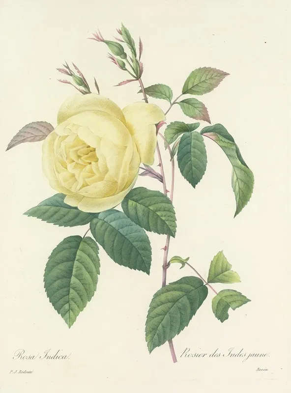 Choix Des Plus Belles Fleurs Pl 100 Wall Art by Pierre Joseph Redouté - High-Resolution Digital Print