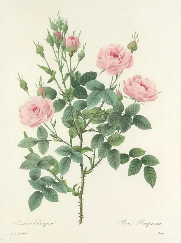 Choix Des Plus Belles Fleurs Pl 101 Wall Art by Pierre Joseph Redouté - High-Resolution Digital Print