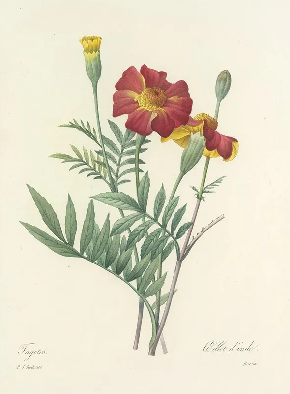 Choix Des Plus Belles Fleurs Pl 104 Wall Art by Pierre Joseph Redouté - High-Resolution Digital Print