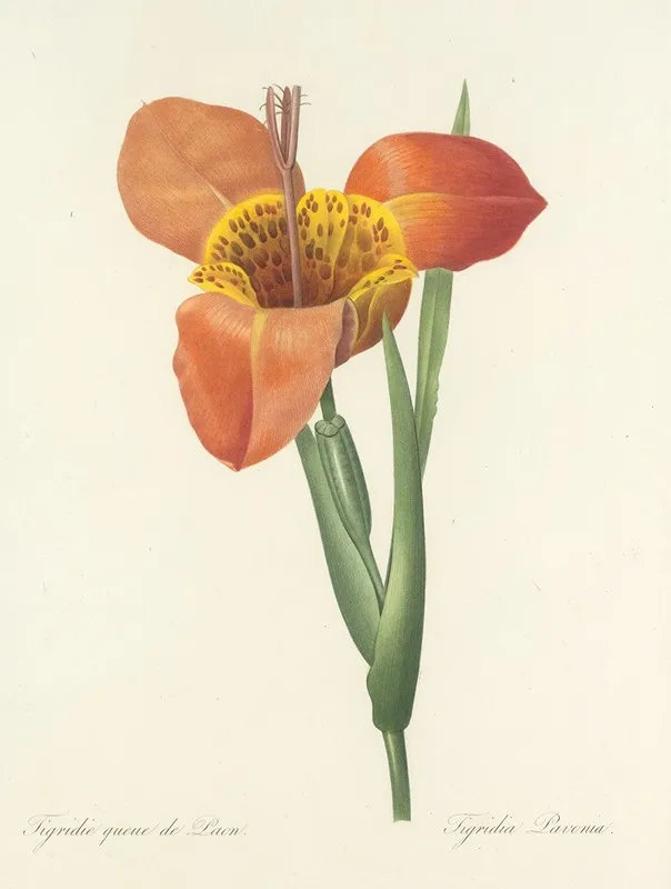 Choix Des Plus Belles Fleurs Pl 105 Wall Art by Pierre Joseph Redouté - High-Resolution Digital Print