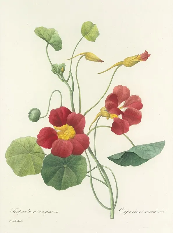 Choix Des Plus Belles Fleurs Pl 106 Wall Art by Pierre Joseph Redouté - High-Resolution Digital Print