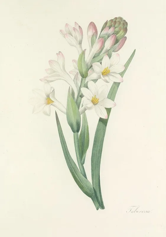 Choix Des Plus Belles Fleurs Pl 107 Wall Art by Pierre Joseph Redouté - High-Resolution Digital Print
