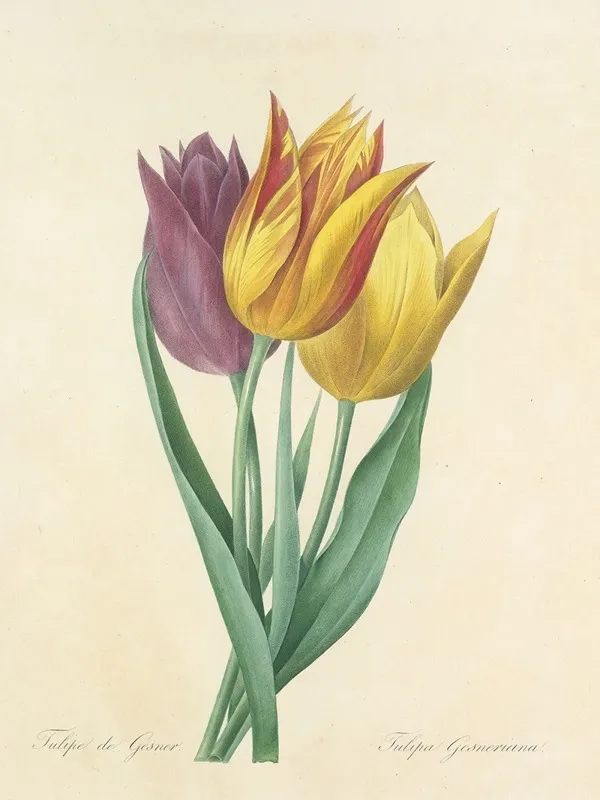 Choix Des Plus Belles Fleurs Pl 108 Wall Art by Pierre Joseph Redouté - High-Resolution Digital Print