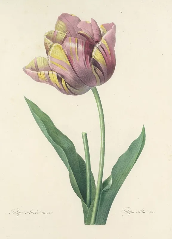 Choix Des Plus Belles Fleurs Pl 109 Wall Art by Pierre Joseph Redouté - High-Resolution Digital Print