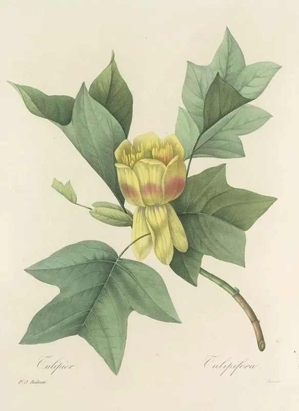 Choix Des Plus Belles Fleurs Pl 110 Wall Art by Pierre Joseph Redouté - High-Resolution Digital Print