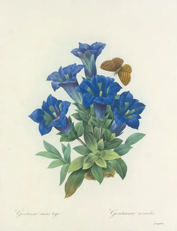 Choix Des Plus Belles Fleurs Pl 112 Wall Art by Pierre Joseph Redouté - High-Resolution Digital Print