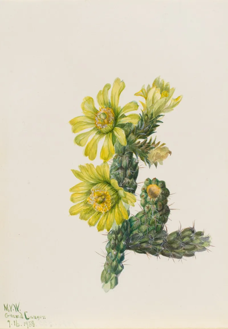 Cholla Opuntia Whipplei