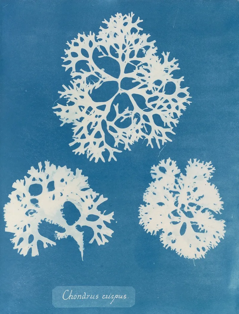 Chondrus Crispus Wall Art by Anna Atkins - High-Resolution Digital Print