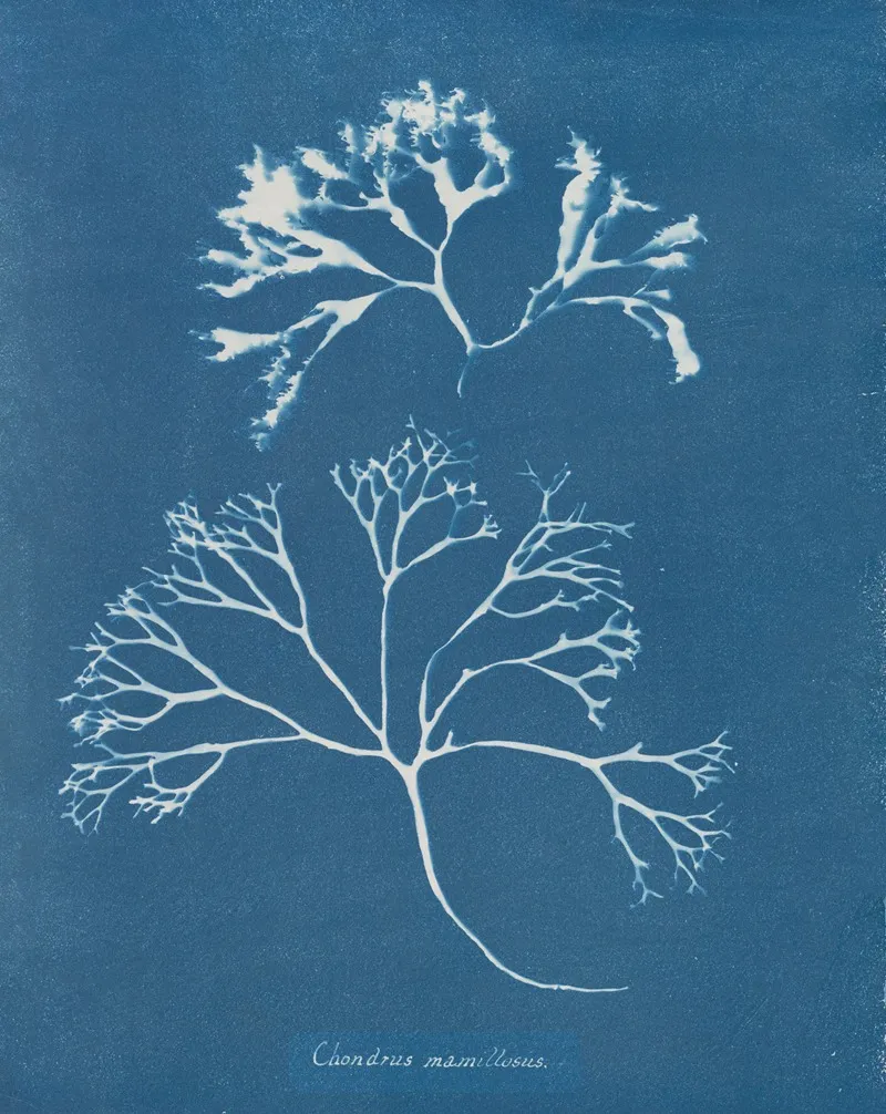 Chondrus Mamillosus Wall Art by Anna Atkins - High-Resolution Digital Print