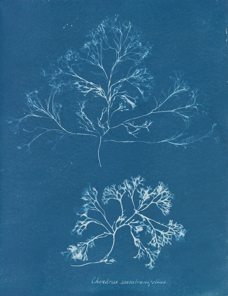 Chondrus Membranifolius Wall Art by Anna Atkins - High-Resolution Digital Print