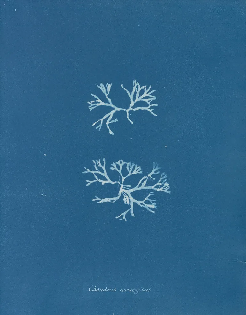 Chondrus Norvegicus Wall Art by Anna Atkins - High-Resolution Digital Print