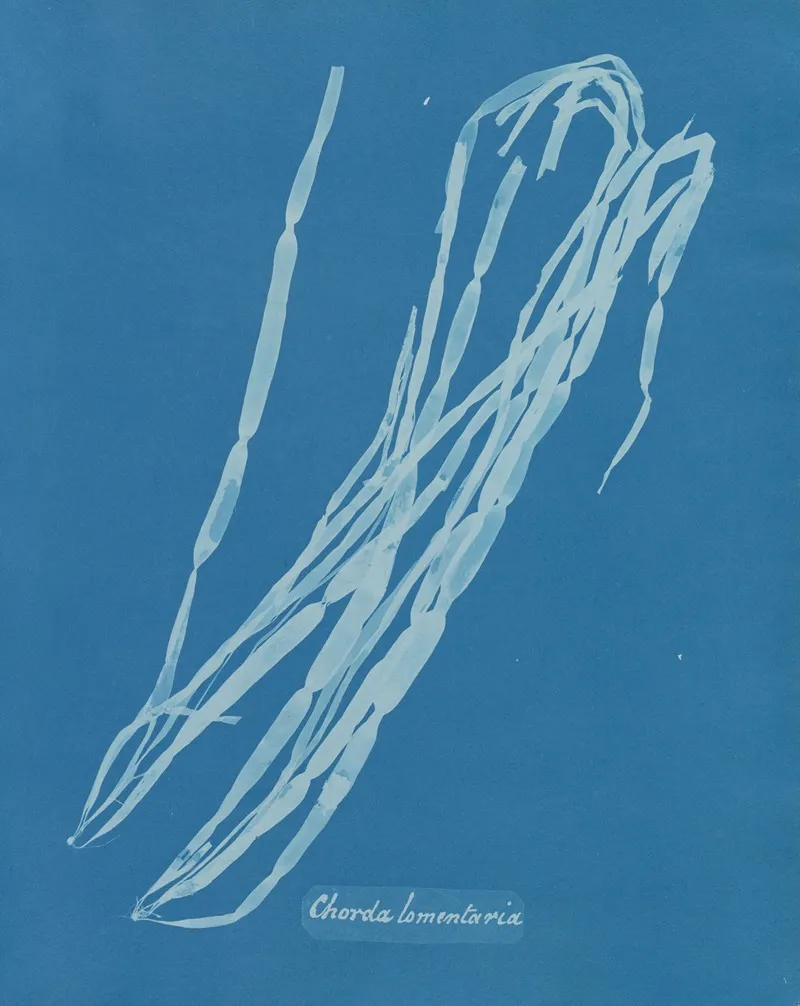 Chorda Lomentaria Wall Art by Anna Atkins - High-Resolution Digital Print