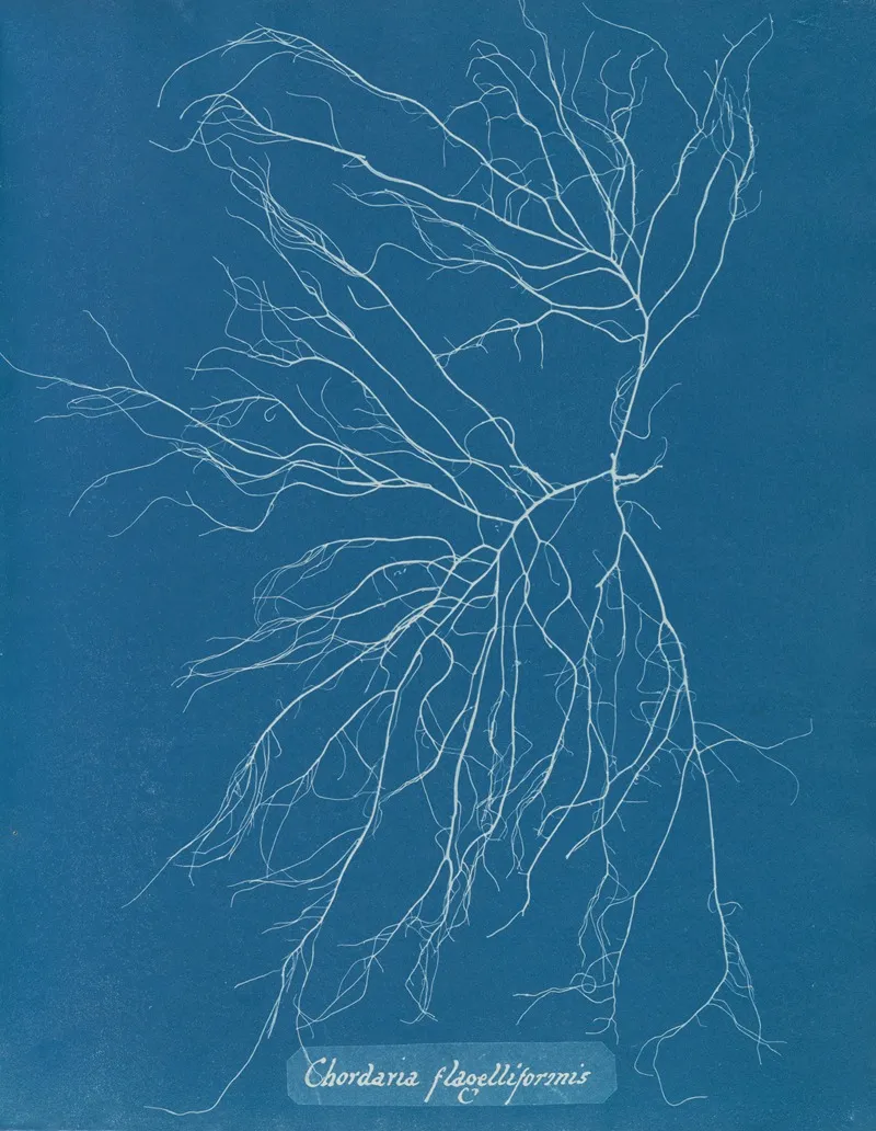 Chordaria Flagelliformis 2 Wall Art by Anna Atkins - High-Resolution Digital Print