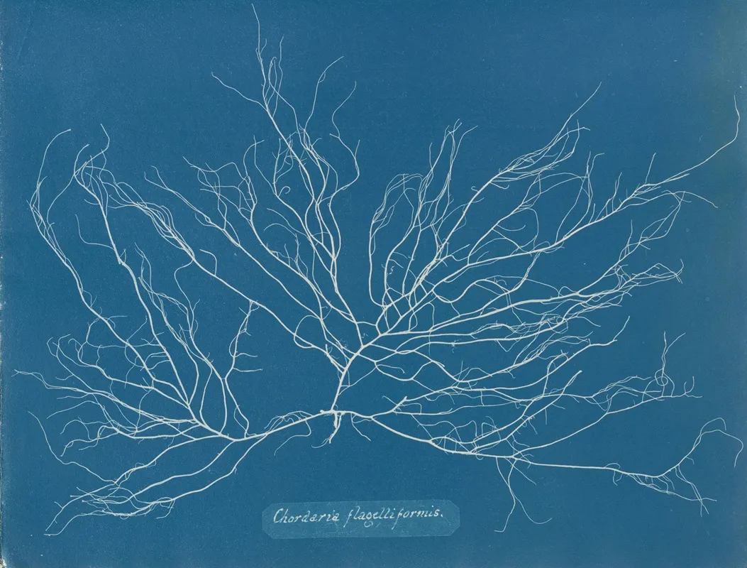 Chordaria Flagelliformis Wall Art by Anna Atkins - High-Resolution Digital Print