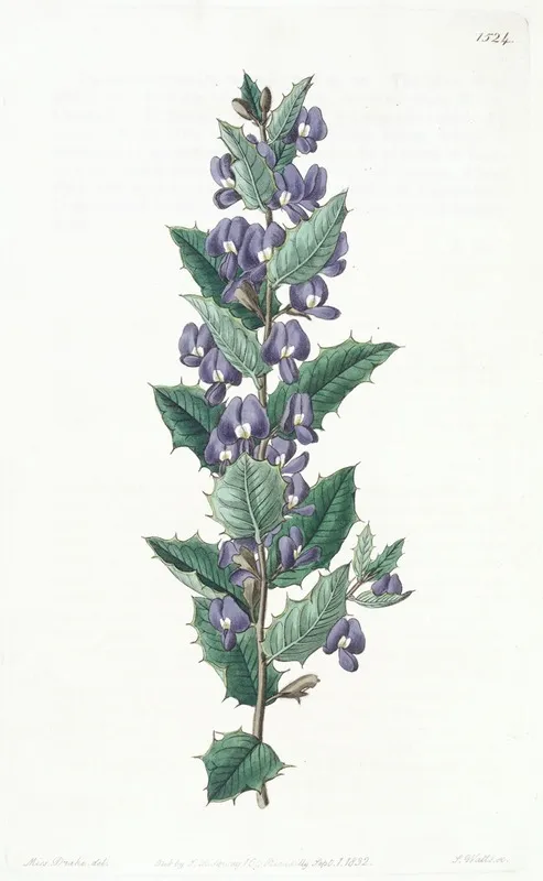 Chorozema Leaved Hovea Wall Art by Sydenham Edwards - High-Resolution Digital Print