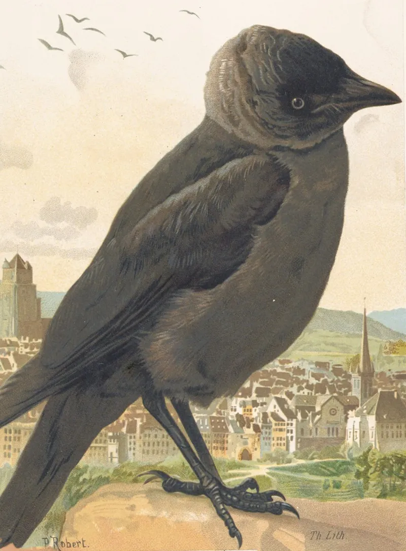 Choucas Corbeau Wall Art by Léo-Paul Robert - High-Resolution Digital Print