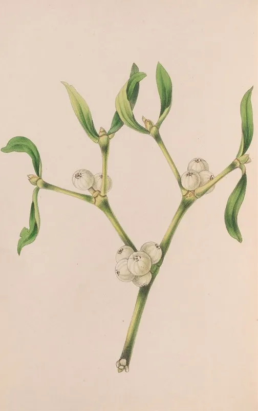Christmas Rose Wall Art by John Stevens Henslow - High-Resolution Digital Print