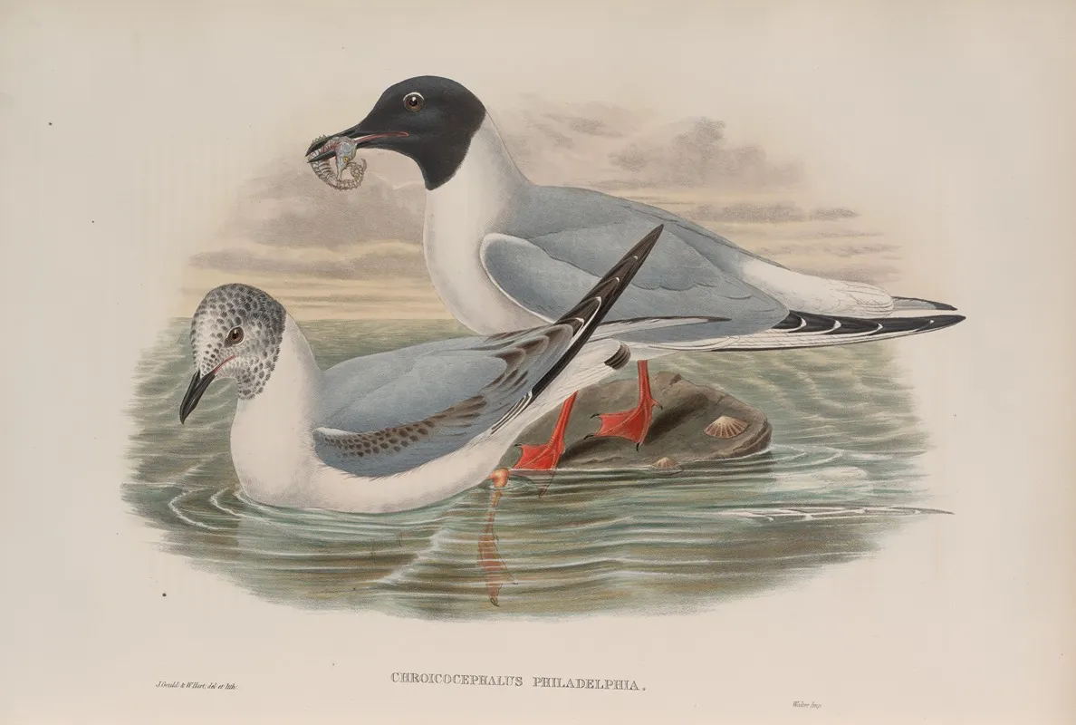 Chroicocephalus Philadelphia Bonapartes Gull Wall Art by John Gould - High-Resolution Digital Print