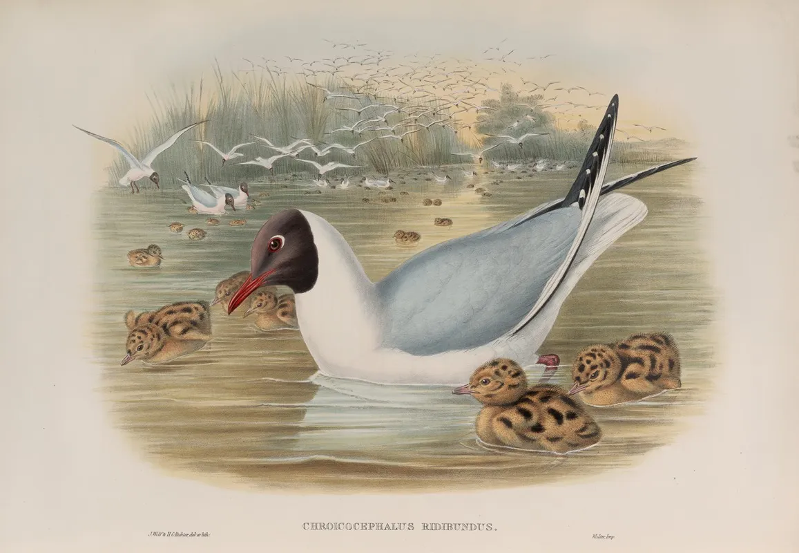 Chroicocephalus Ridibundus Black Headed Gull Wall Art by John Gould - High-Resolution Digital Print