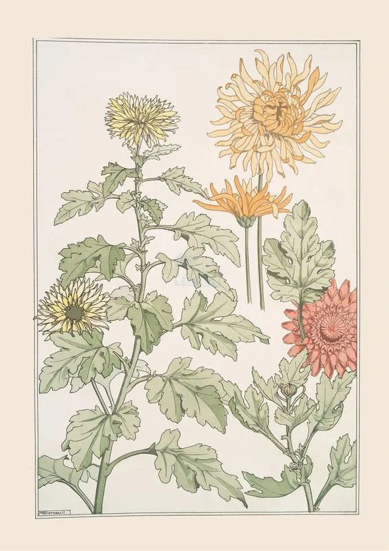 Chrysantheme Wall Art by Maurice Pillard Verneuil - High-Resolution Digital Print