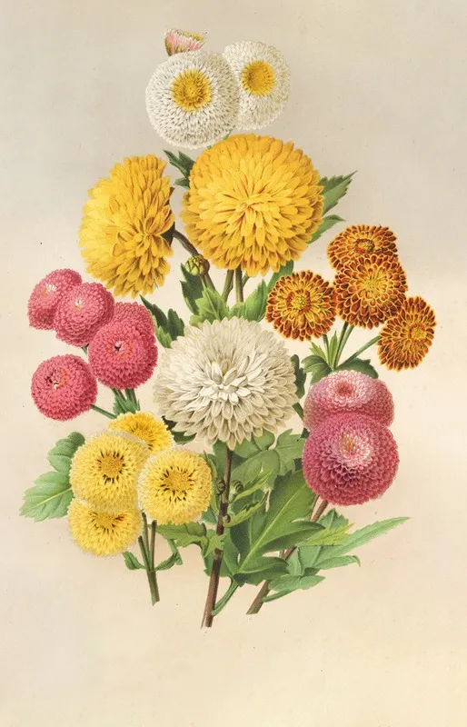 Chrysanthemes Dautomne 5 Wall Art by Charles Antoine Lemaire - High-Resolution Digital Print