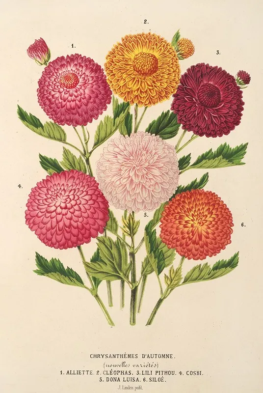 Chrysanthemes Dautomne 6 Wall Art by Charles Antoine Lemaire - High-Resolution Digital Print