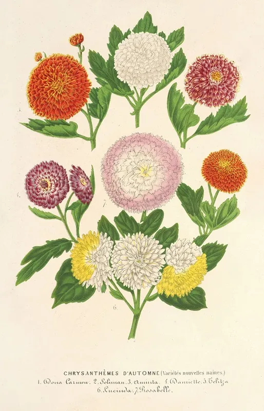 Chrysanthemes Dautomne Varietes Naines Wall Art by Charles Antoine Lemaire - High-Resolution Digital Print