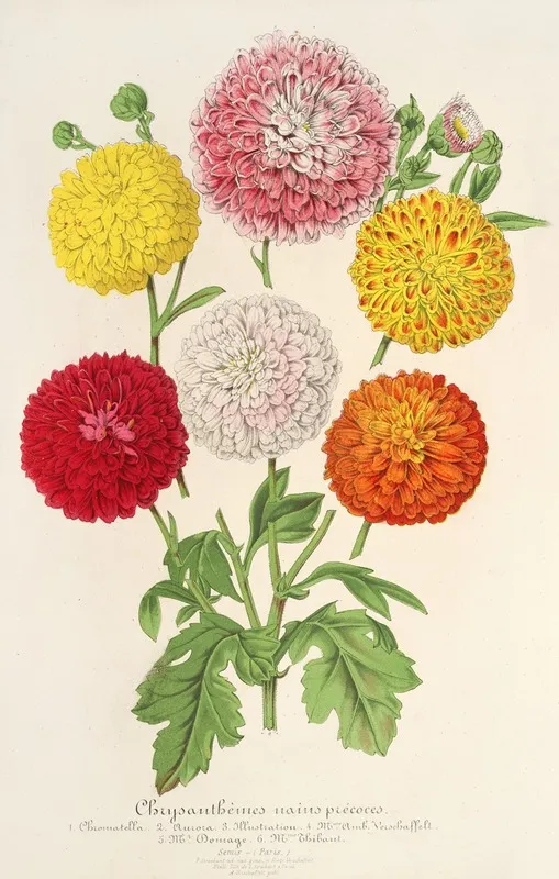 Chrysanthemes Des Jardins Nains Et Precoces Wall Art by Charles Antoine Lemaire - High-Resolution Digital Print